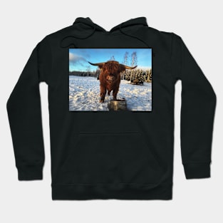 Scottish Highland Cattle Bull 1912 Hoodie